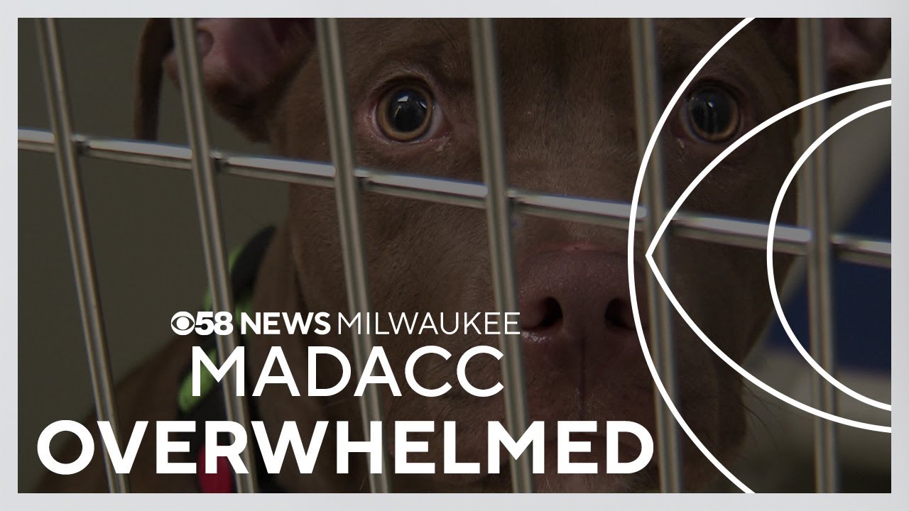 MADACC overwhelmed with pets; Milwaukee officials working to help