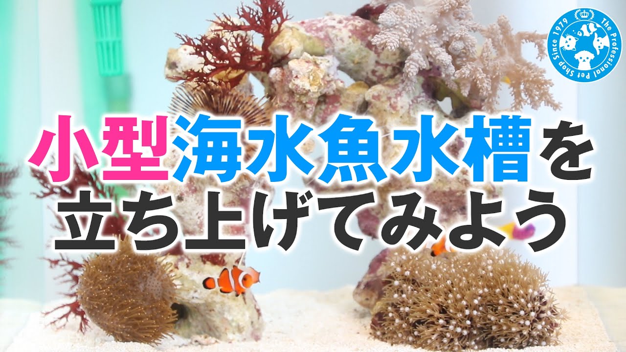 【チャーム】小型海水魚水槽を立ち上げてみよう マリンアクアリウム charm 動画