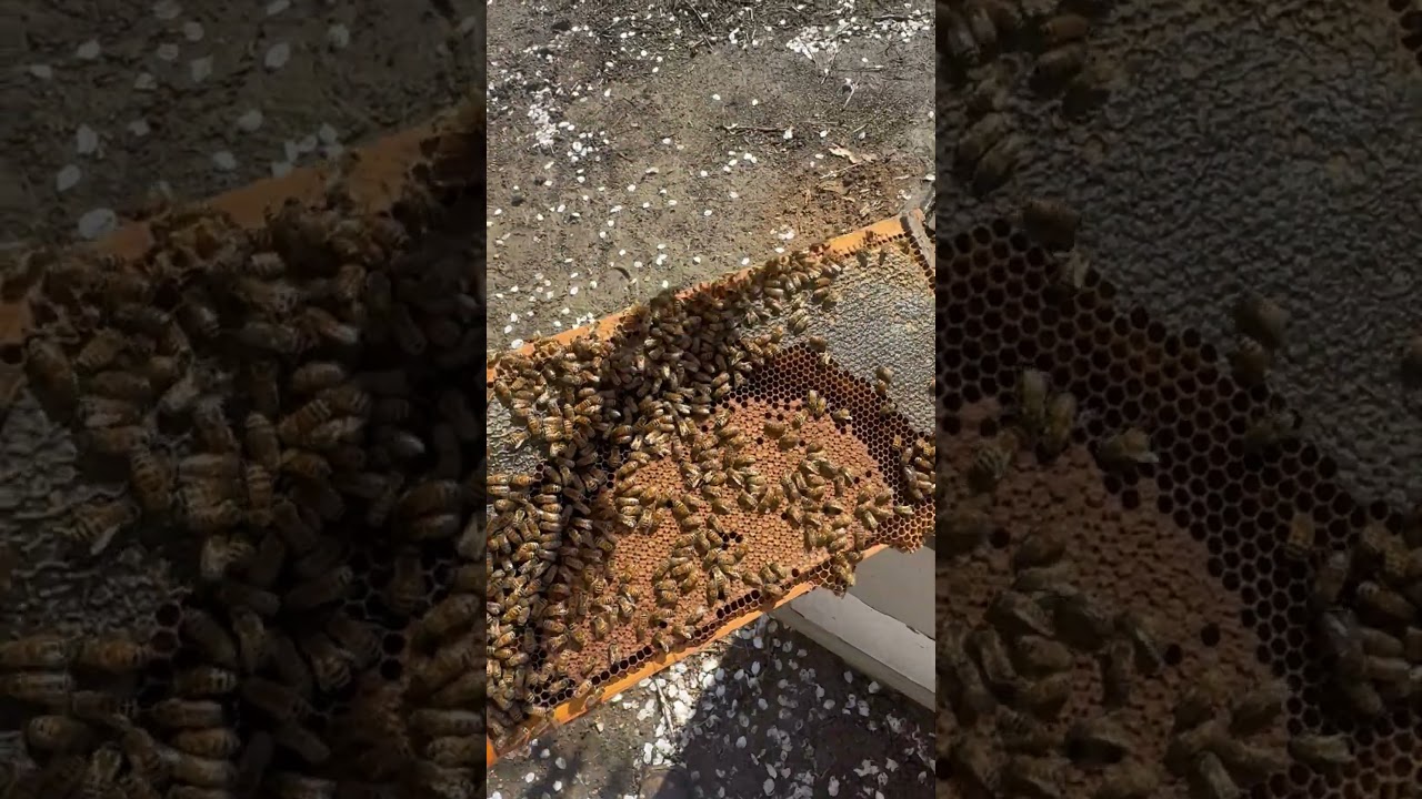 Spring it right around the corner bees are looking amazing.  #bees #almonds #beekeeper #honeybee