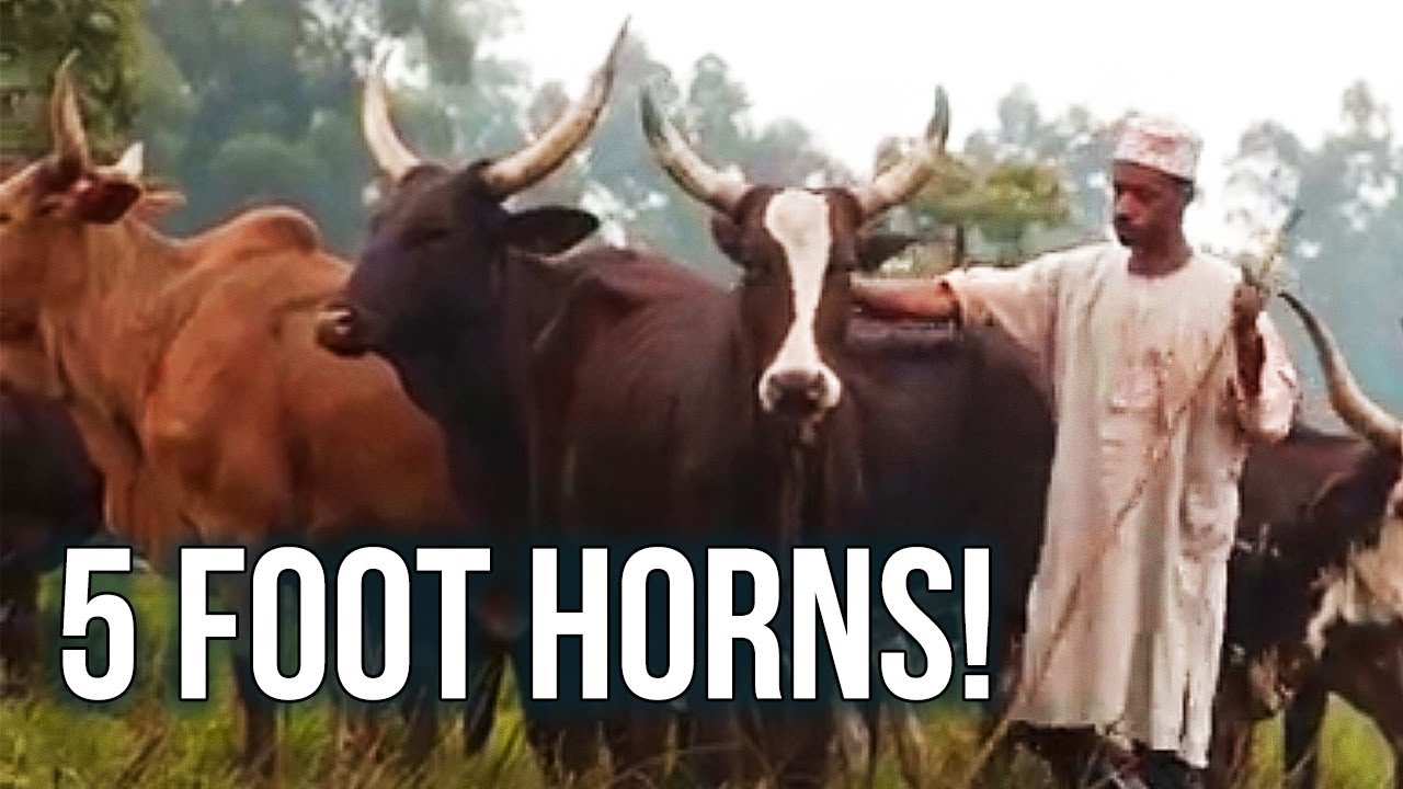 24 Hours As a Cattle Herder in Cameroon