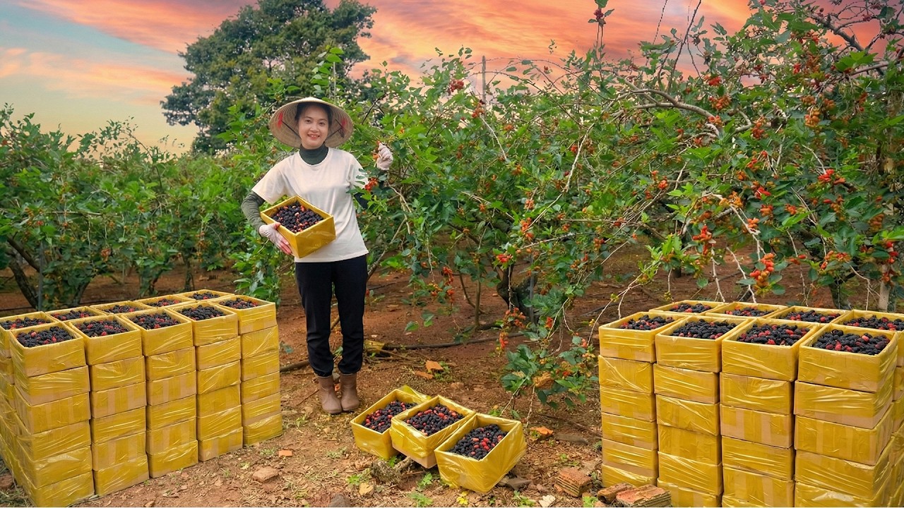 Harvest Mulberries To Sell At The Market – Make Mulberry Wine – Garden