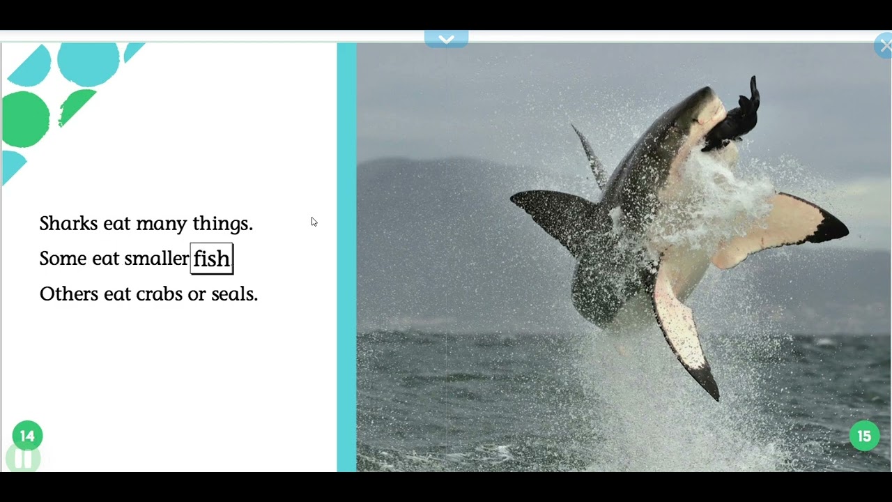 about sharks for kids