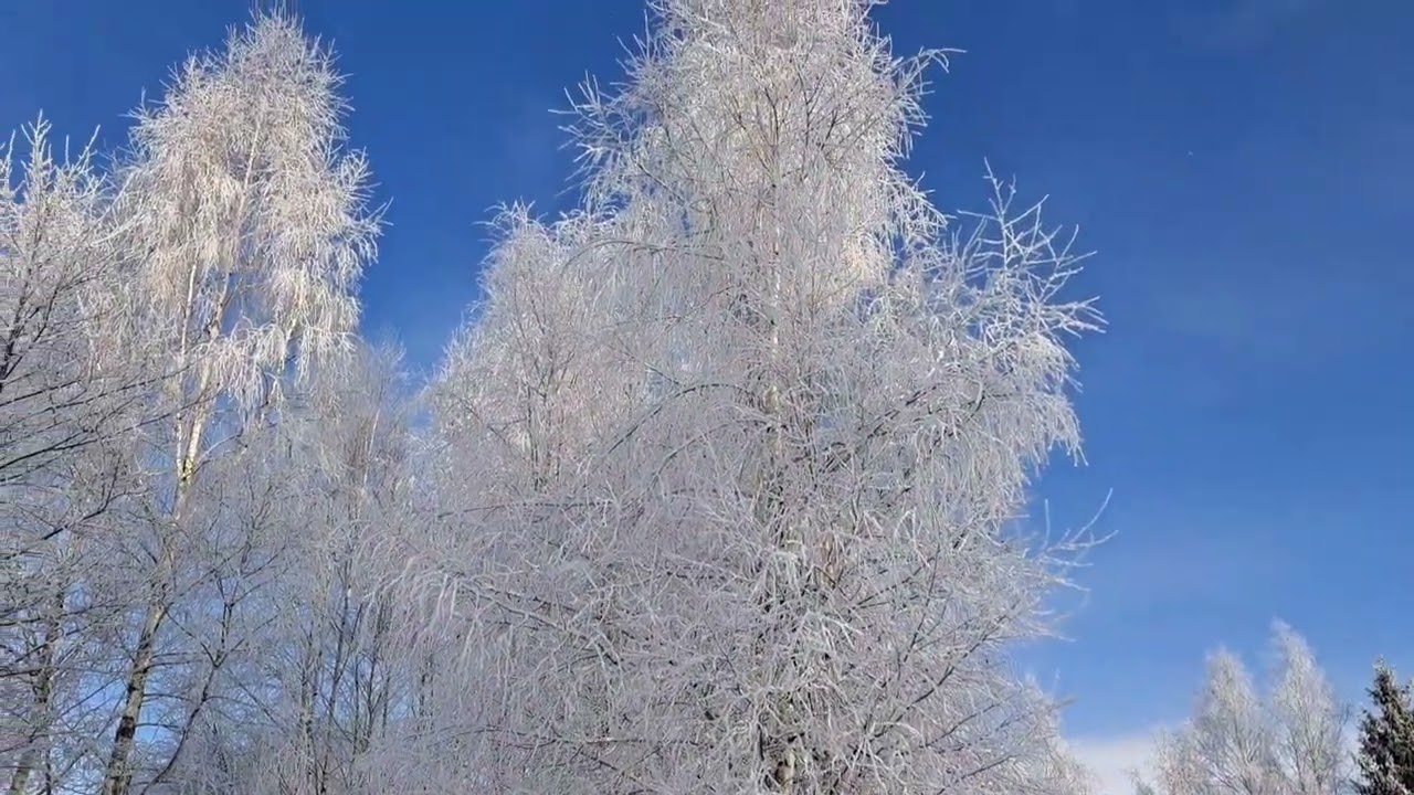 Последние зимние пейзажи. Весна идёт.Курочки в порядке.