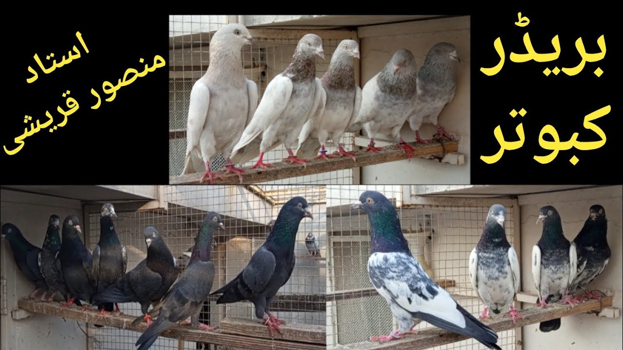 Breeder High Flyer of Ostad Mansoor Qureshi & Jawad Qureshi,Islamabad 