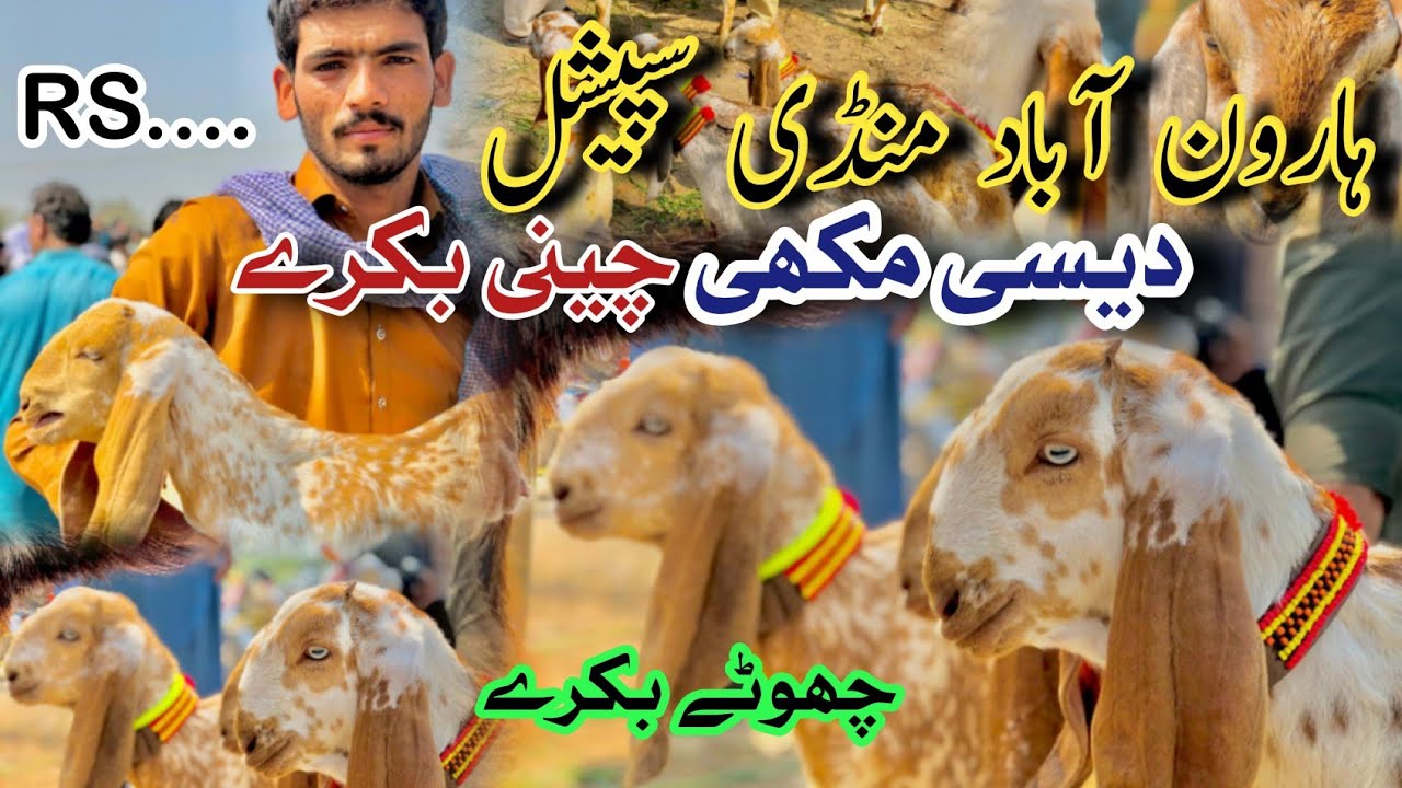 Haroonabad Mandi Special Vlog 2026 | Waqar Dairy Farm Small Desi Makhi Cheeni Bakray Rate Update
