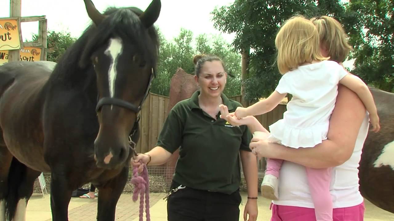 Rehomed rescue horses prove popular at Colchester Zoo