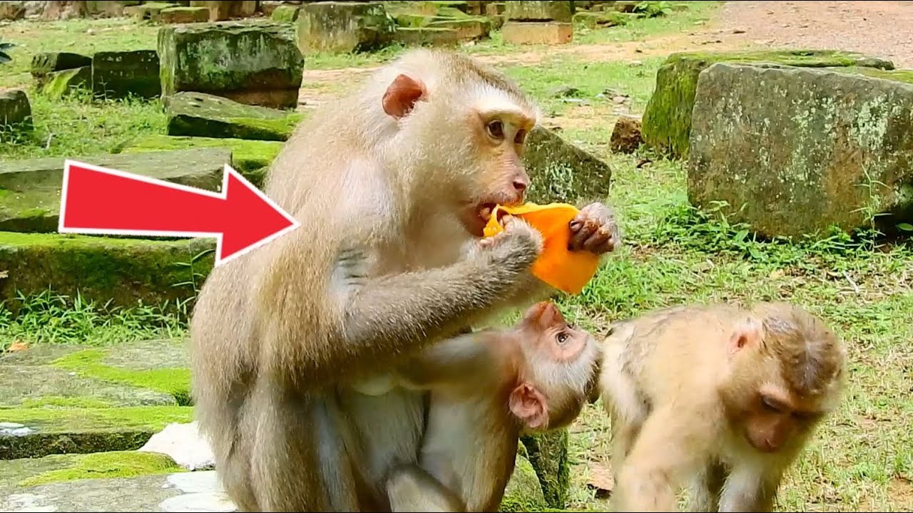 Oh! JOYCE and JASIE Look very hungry-So lovely all-Monkey