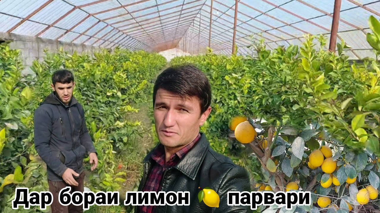 ЛИМАНАРНЫЙ ДАР ТОЧИКИСТОН  ФАРХОР ТАРЗИ КОРКАРД ВА ФОИДА  22 ноября 2021 г.