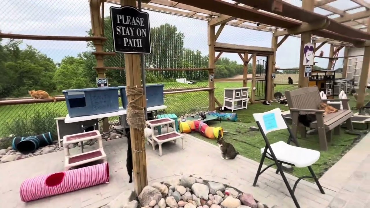 What is Furball Farm Cat Sanctuary?!?!? 😻 #cat #sanctuary #catlovers #spayandneuteryourpets