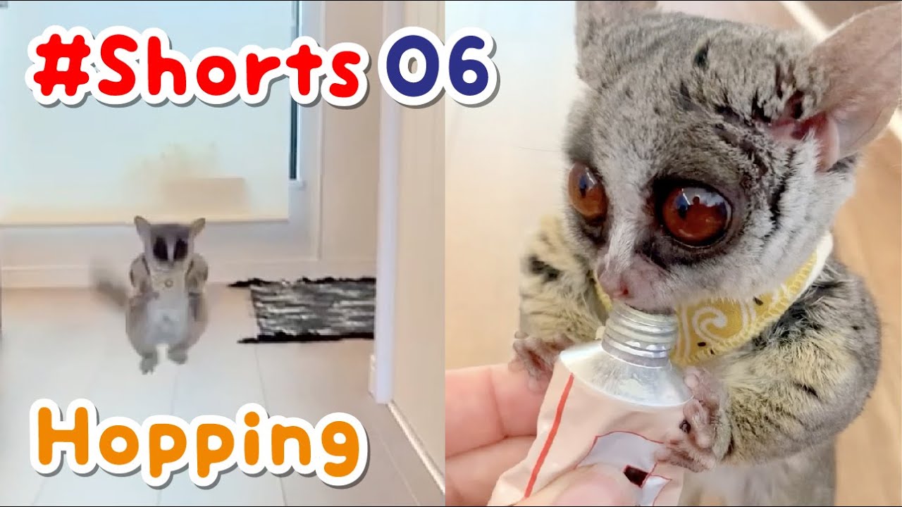 呼んだら飛んでくる！ Hopping - Pizzatoru the Bushbaby /ショウガラゴのピザトル #Shorts​​​ 06