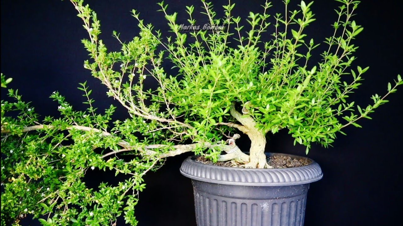 PRUNING BONSAI SERIBU BINTANG 