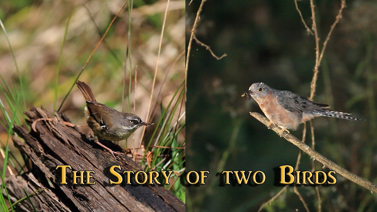 Bird Photography tips: The Fantail Cuckoo Chick