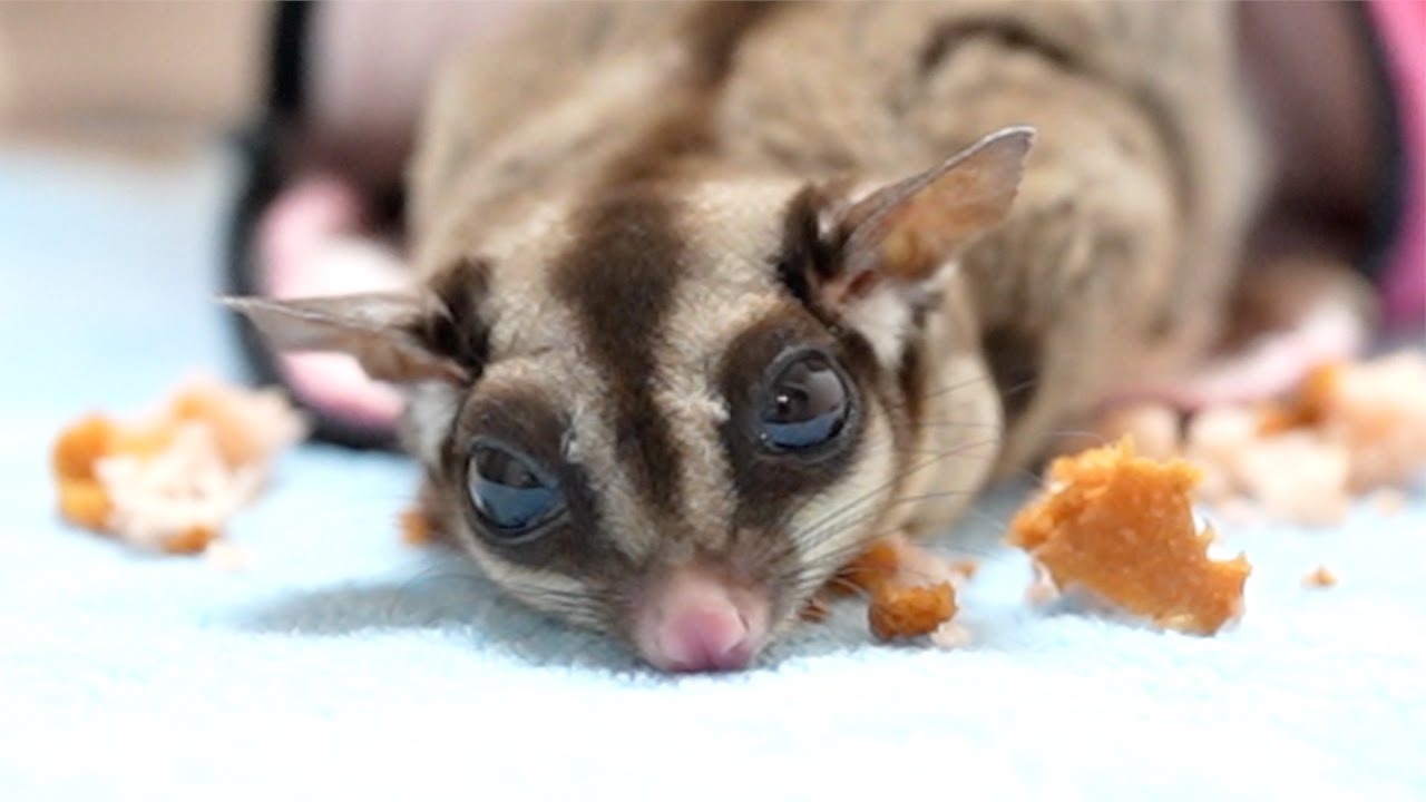 大好きだったチュールも殆ど食べなくなりました