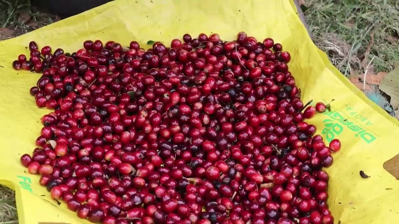 Las manos indígenas que impulsan el café panameño: tradición y una oportunidad de vida