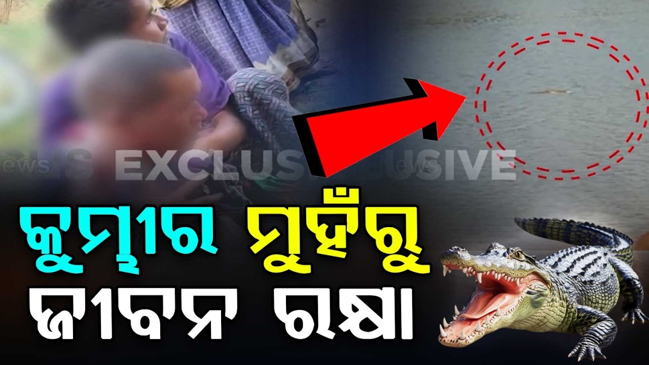ଯାଜପୁରରେ କୁମ୍ଭୀର ଆତଙ୍କ | Crocodile attack in Jajpur, man rescued from jaws by locals | Argus News