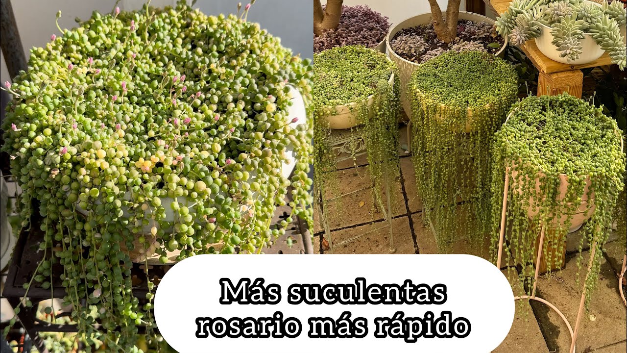 ASÍ CRECE MÁS RÁPIDO EL ROSARIO Senecio rowleyanus Succulents tips