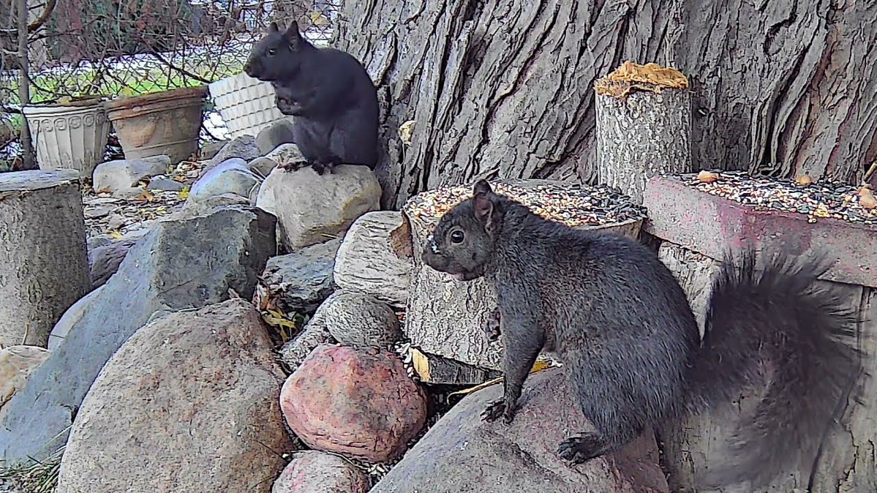 Good Time City Squirrels & Sparrows