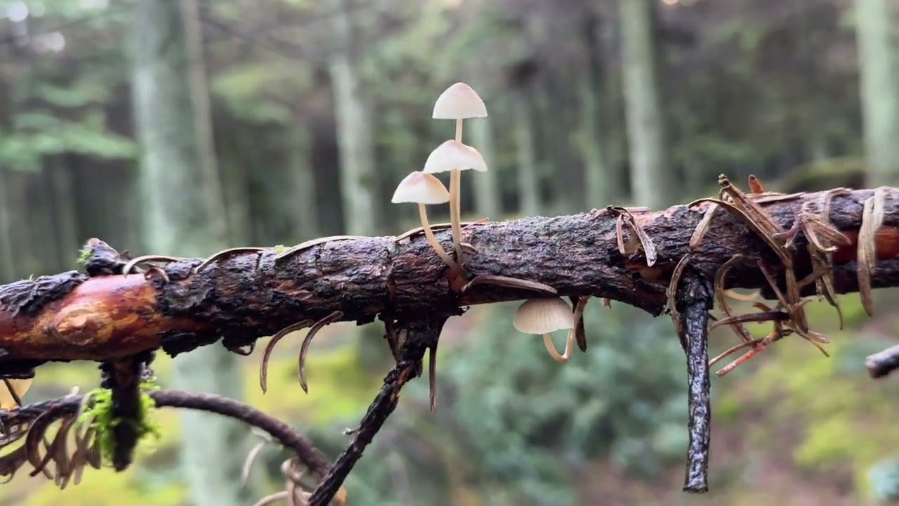 Mushrooms Photography