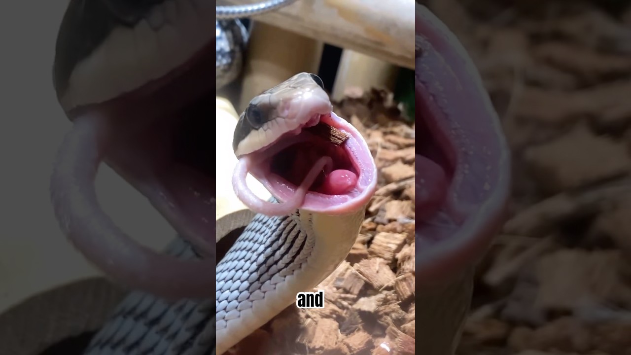 How Snakes Eat - Feeding 5 Snakes #reptiles #herpetology #interesting #animaleducation #emzotic