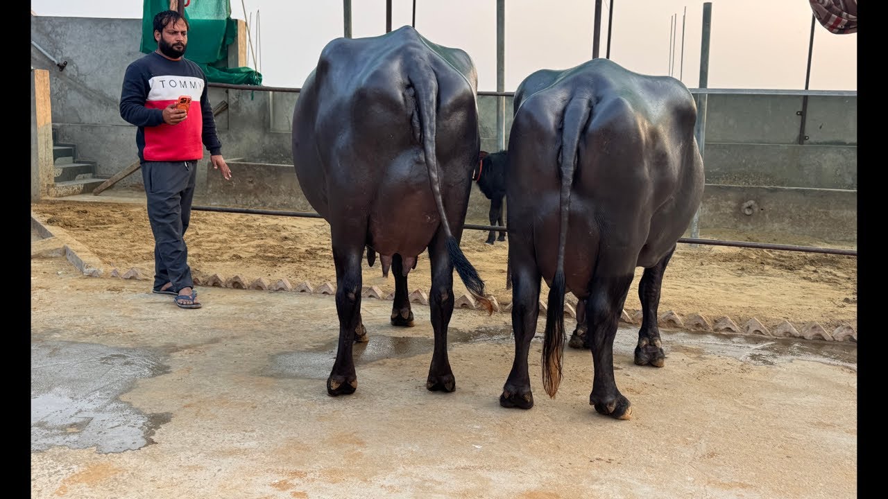 Sangwan Dairy Farm (98126 21809) पर आज अचानक मार दिया छापा 🥸🥸