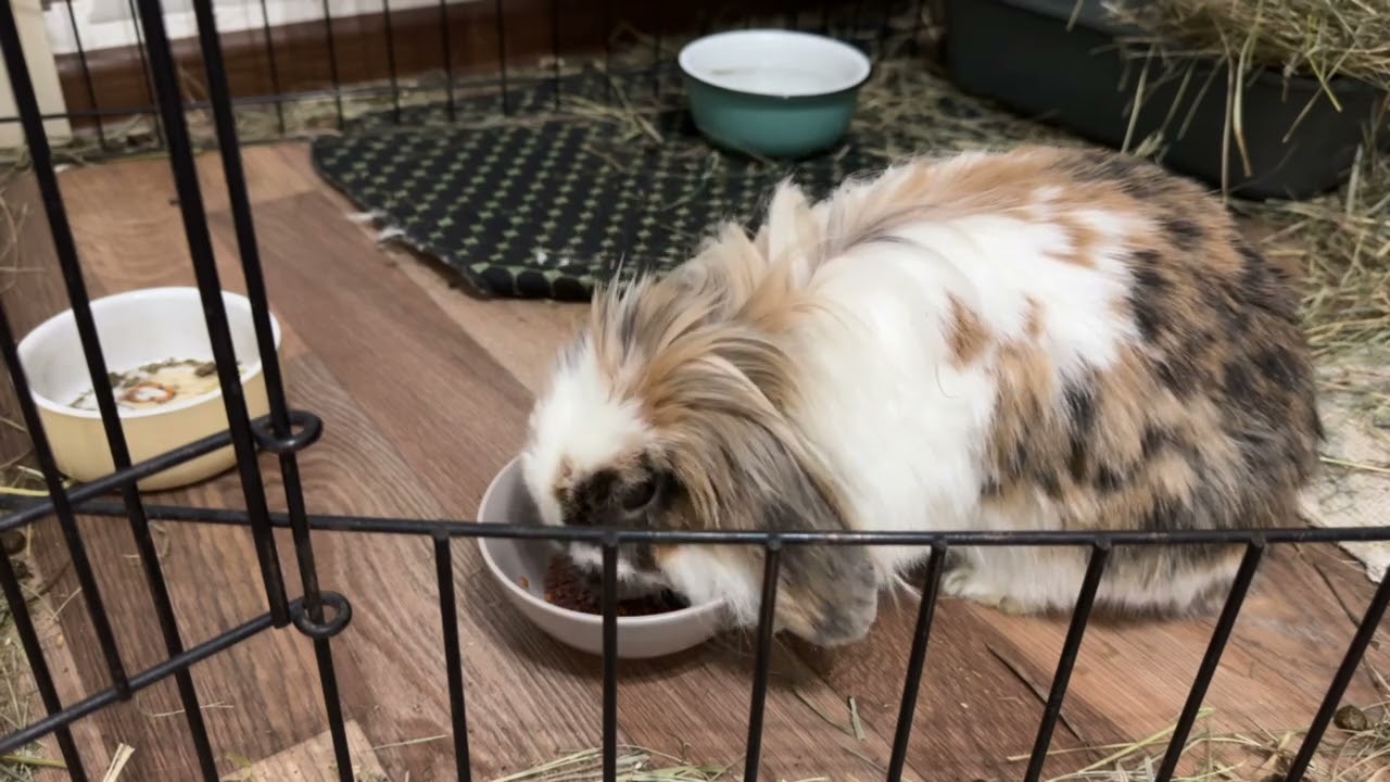 The rabbit is munching on flax seeds