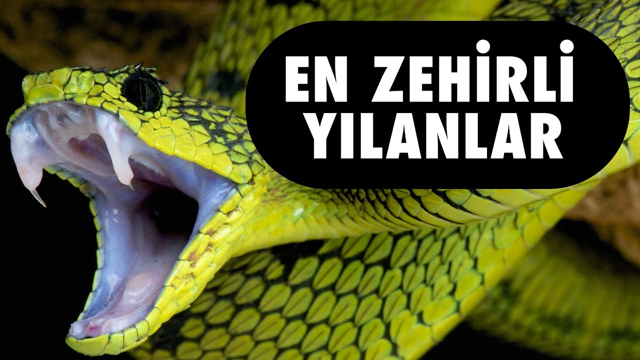 Dünyanın En Zehirli 10 Yılanı