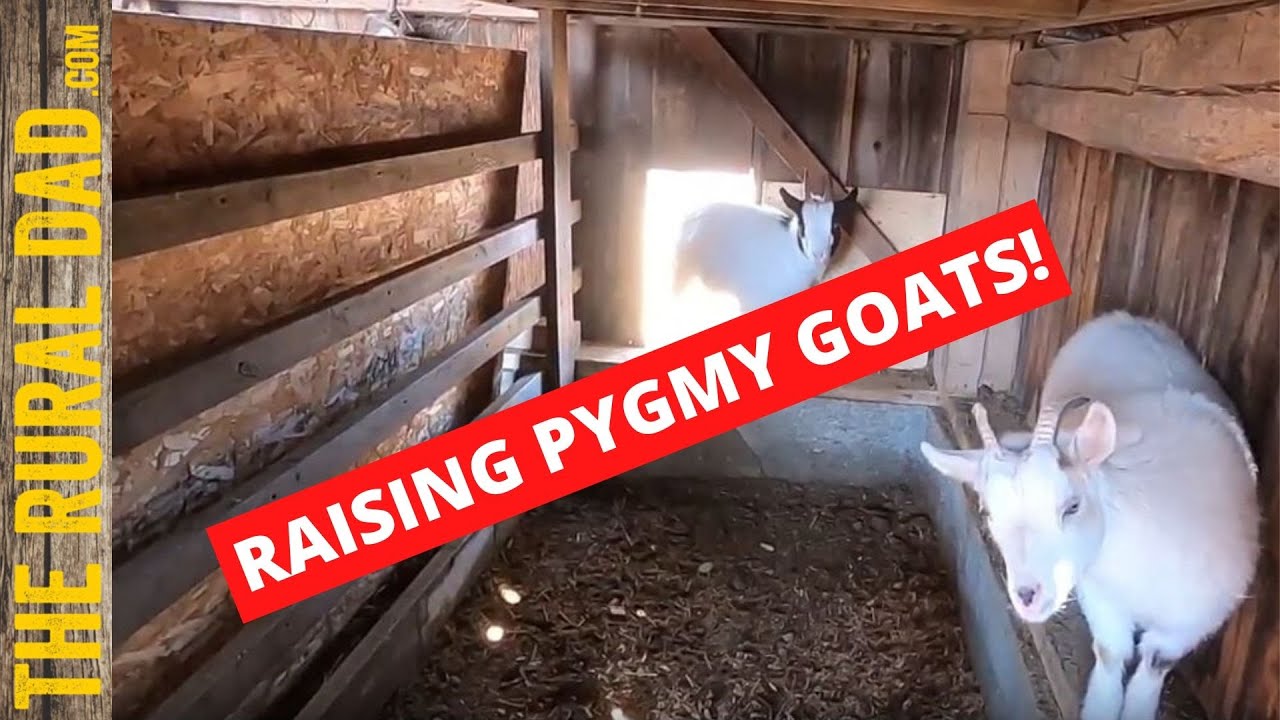 Pygmy Goats and changing their bedding | Hobby Farm