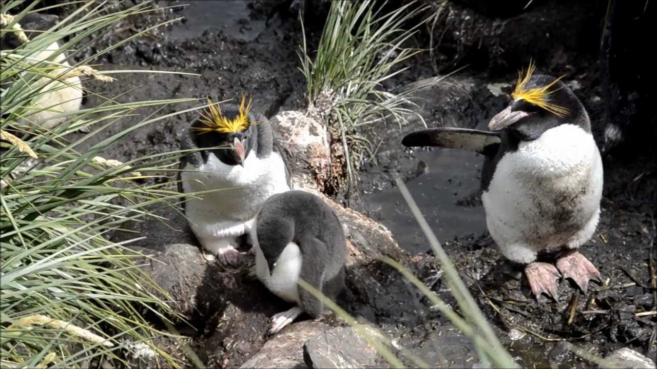 Macaroni Penguins