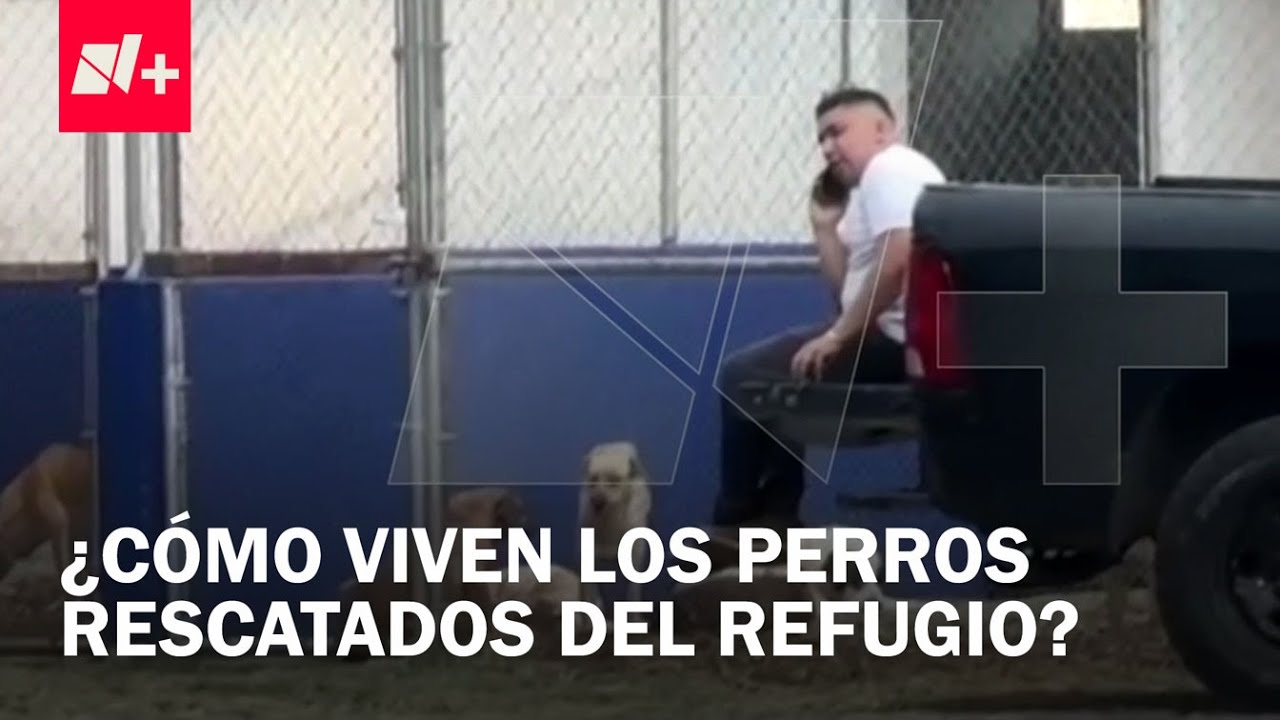Brigada Animal en Xochimilco: Imágenes exclusivas de perros rescatados - Despierta