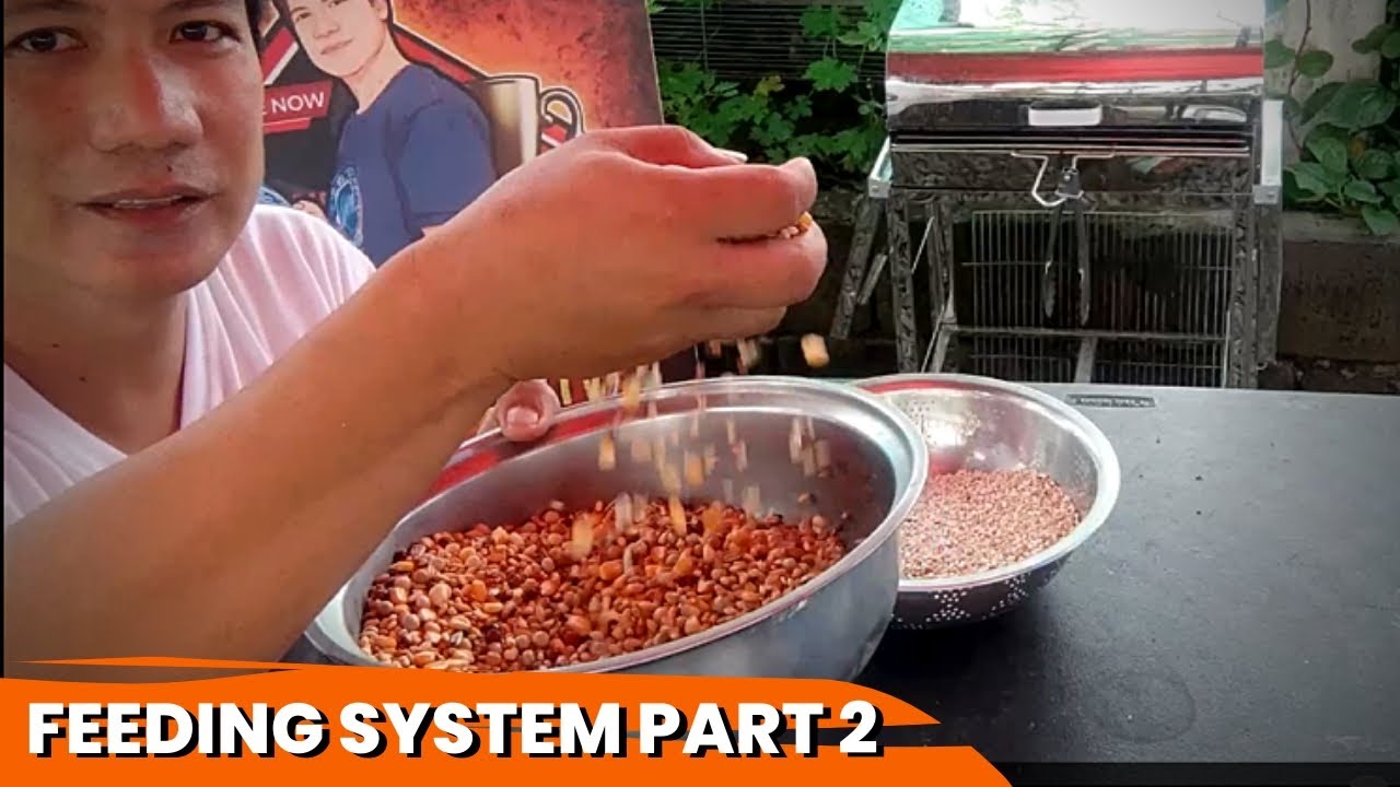 SIMPLENG HALO NG PATUKA CHAMPION MIX 2