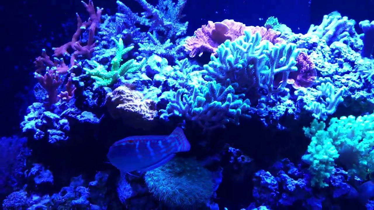 Chris Murphy's 150 Gallon Mixed Reef Aquarium in Gastonia, N.C.- Fish, Softies, LPS, and SPS Corals.