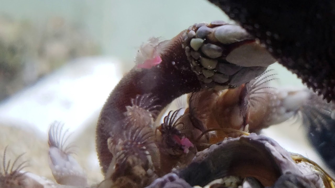 Gooseneck barnacle eating fishfood