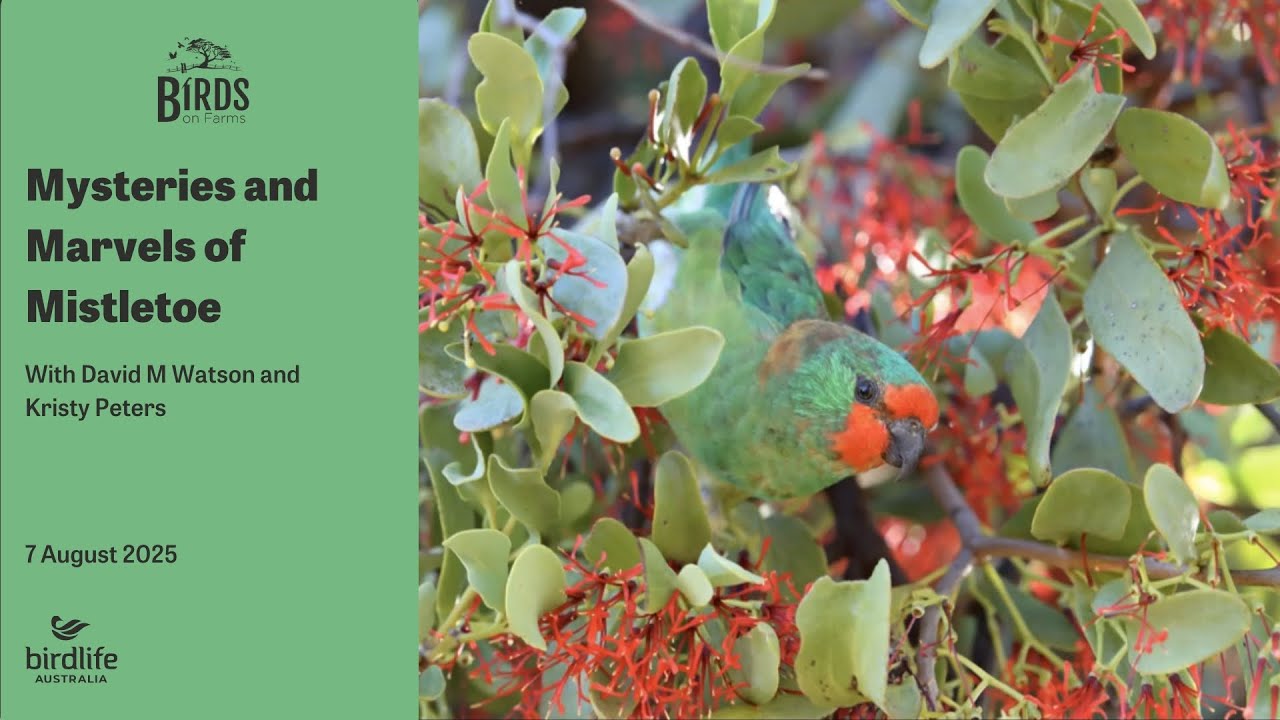 Mysteries and Marvels of Mistletoe.