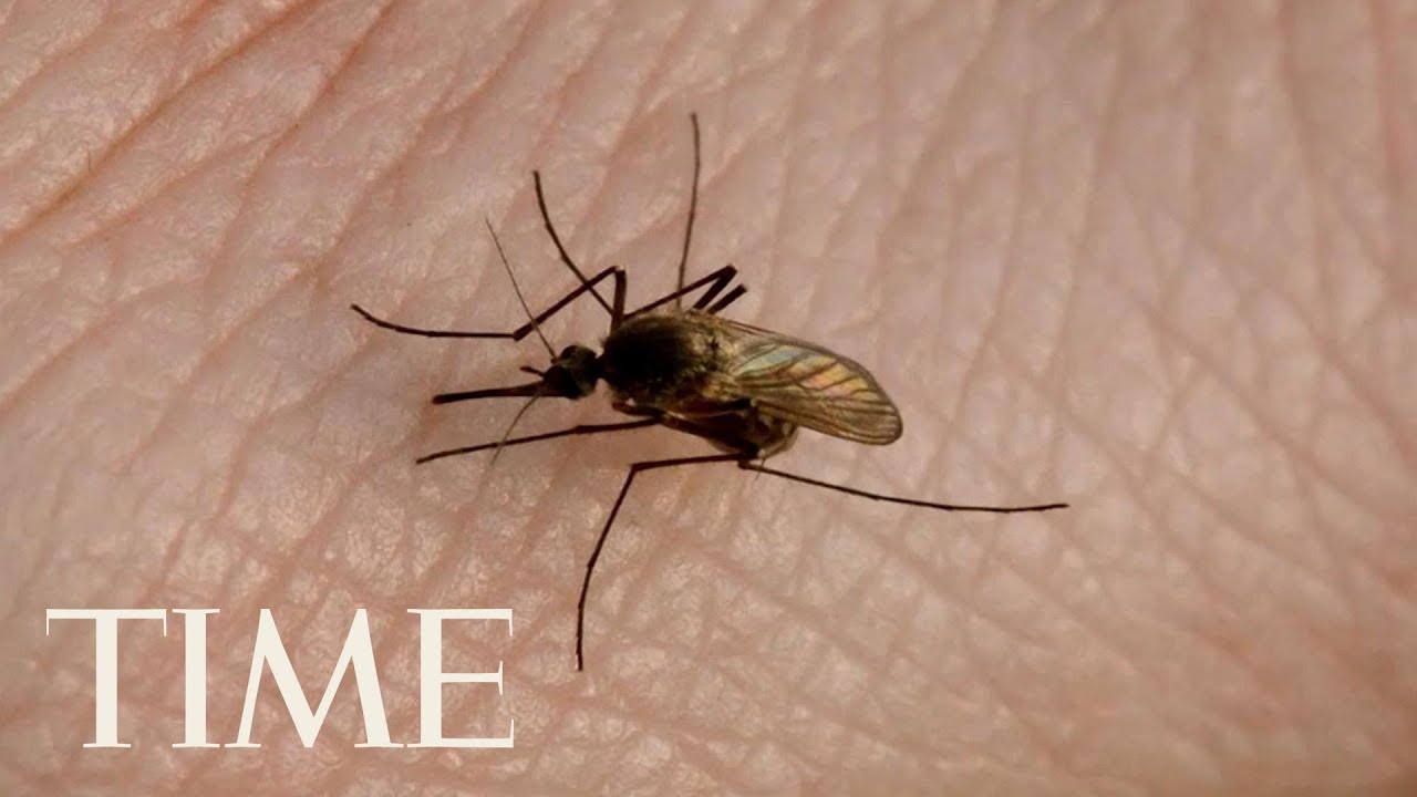 Mosquito-Borne Illness EEE Has Killed 11 People So Far In 2019 | TIME