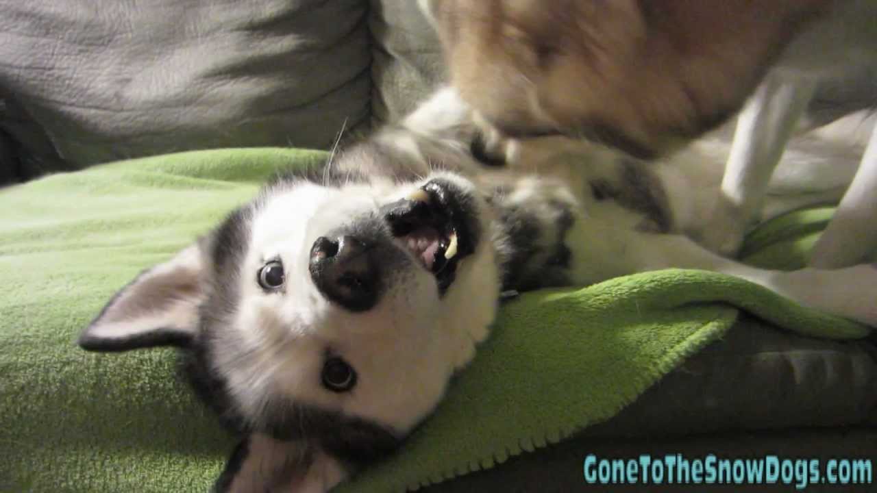DOG FIGHT Siberian Husky Mean Dogs Attack Dog Fight Play