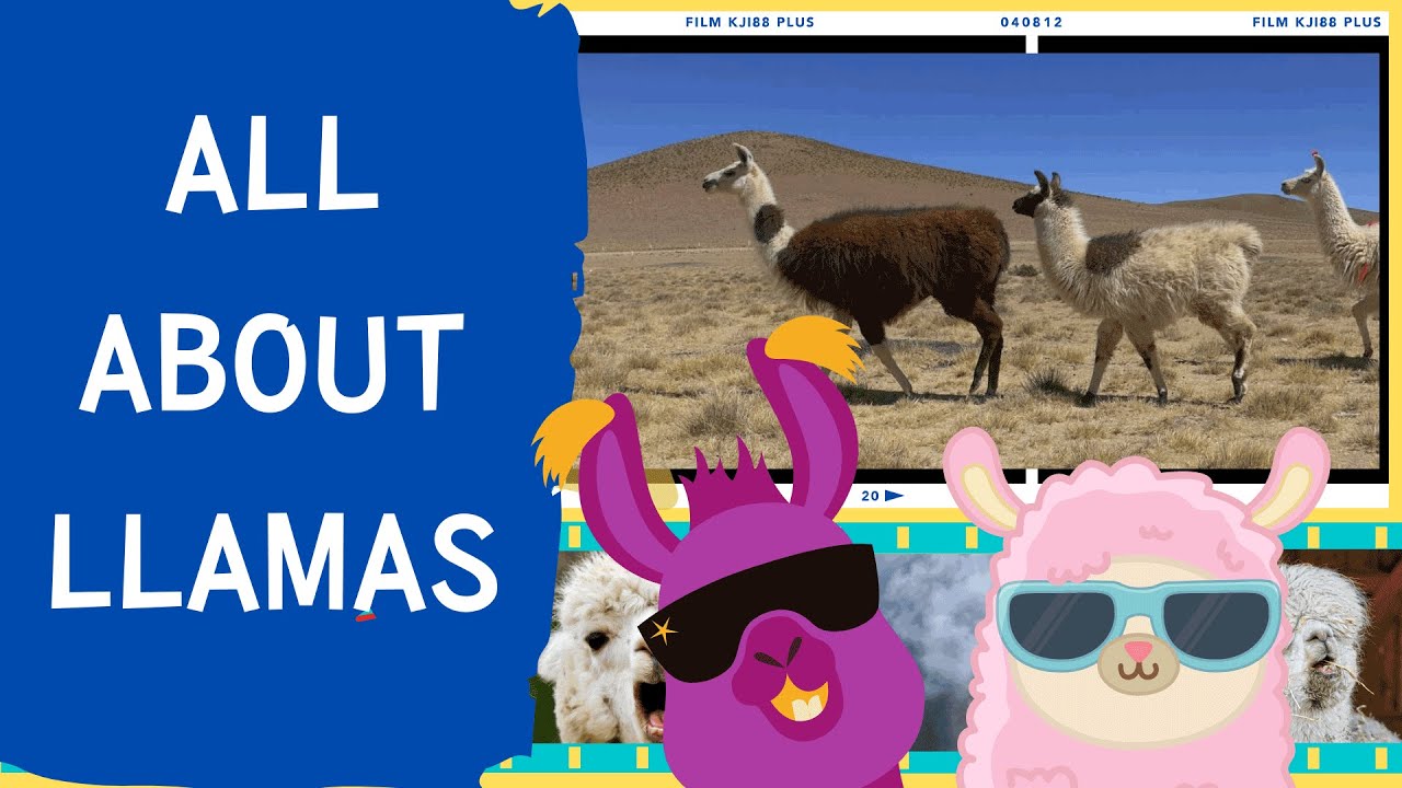 Llama Facts for Kids 🦙 | English Listening + Vocabulary (ESL)