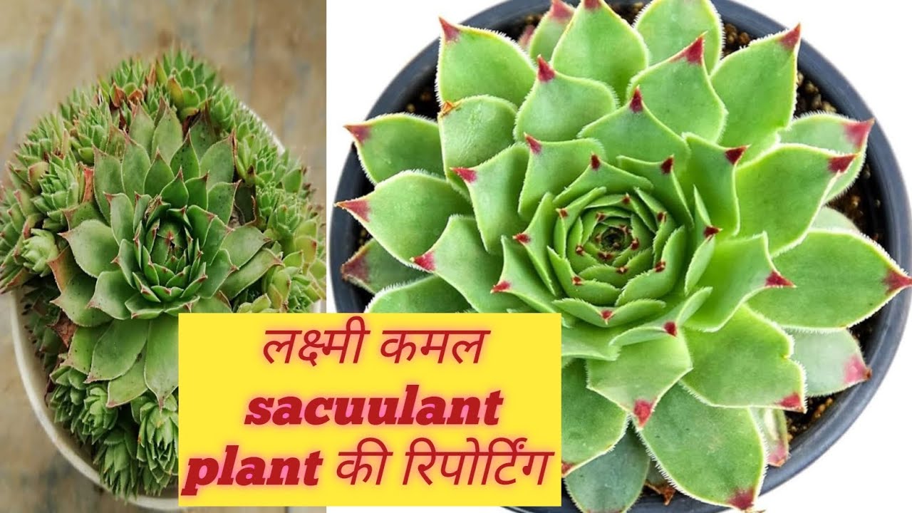 Laxmi kamal plant how to repott 