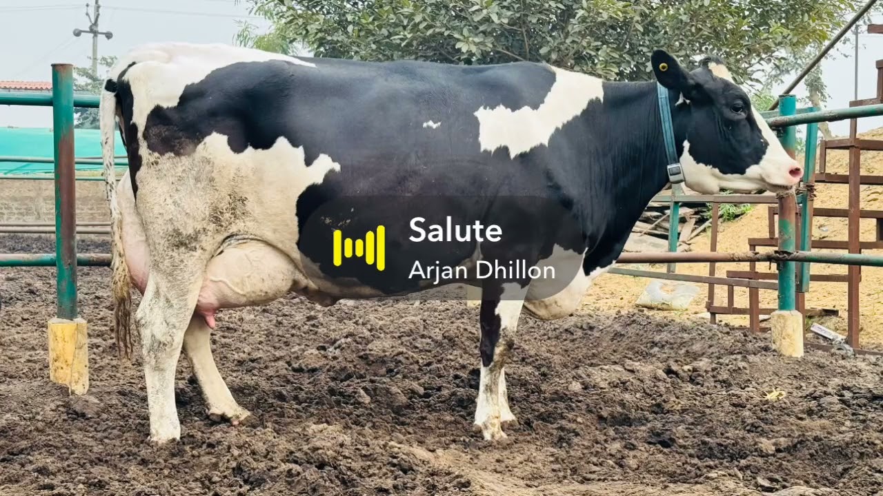 #ksdairyfarm #siremassey #milk70 #kaddon #punjab (8194844494)