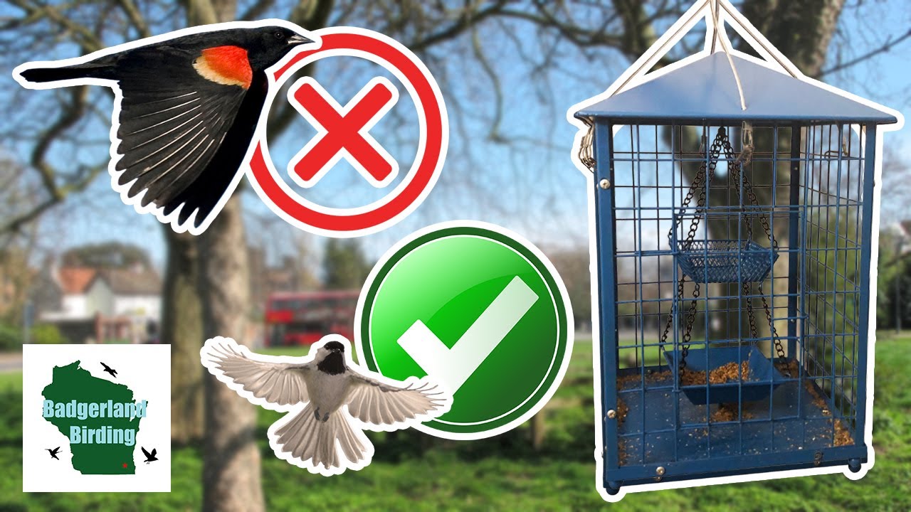 Caged Bird Feeder Test: The Solution to Aggressive Birds?
