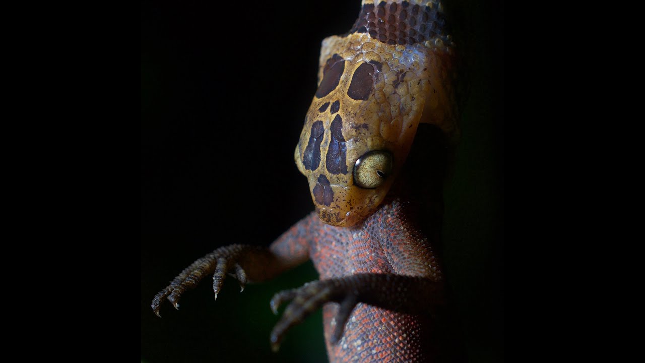 Herping Costa Rica 2020 Part 2: Rare Caribbean Frogs