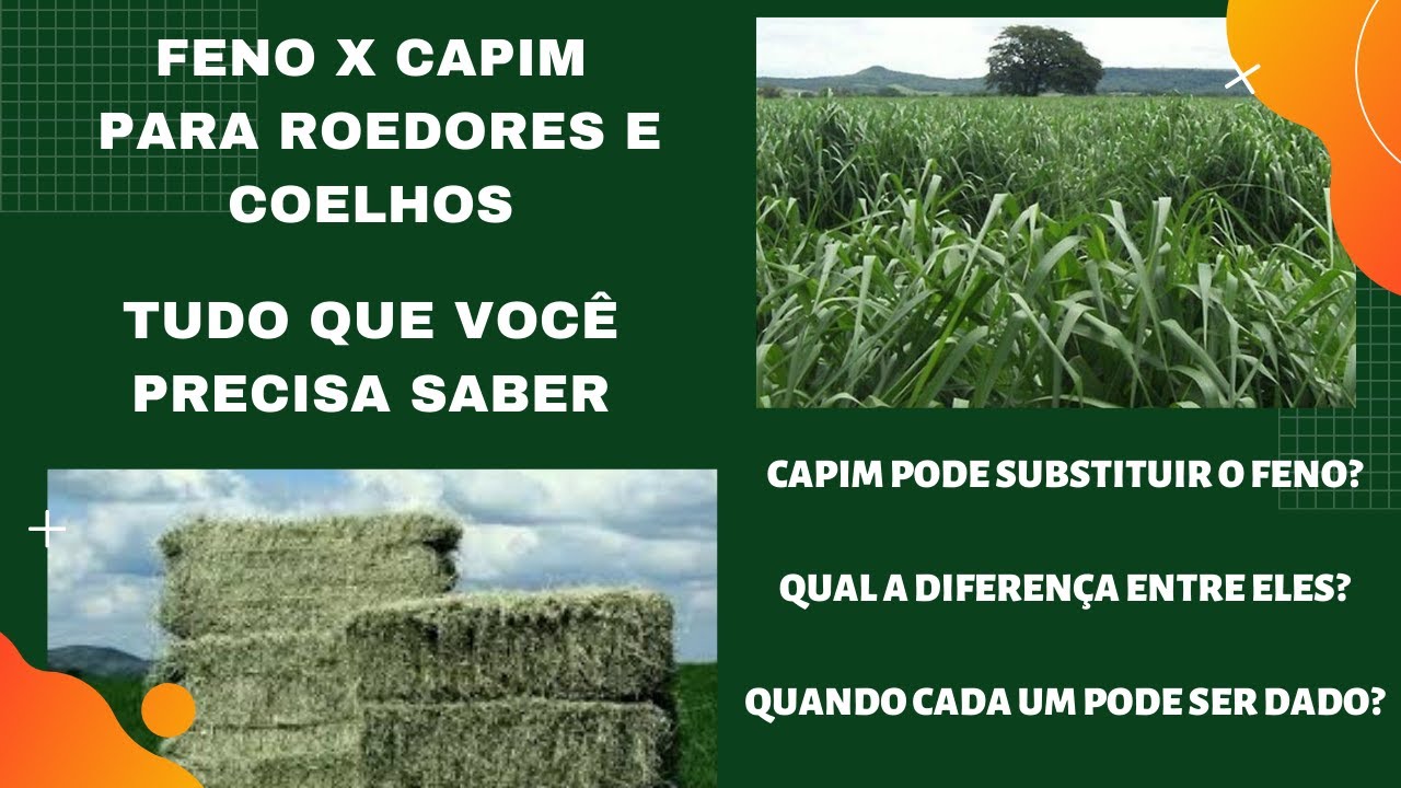 Capim x Feno. Tudo que você precisa saber.