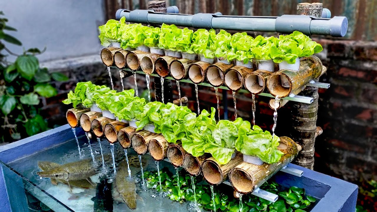 Tự làm bể cá thuỷ sinh trồng rau sạch tại nhà