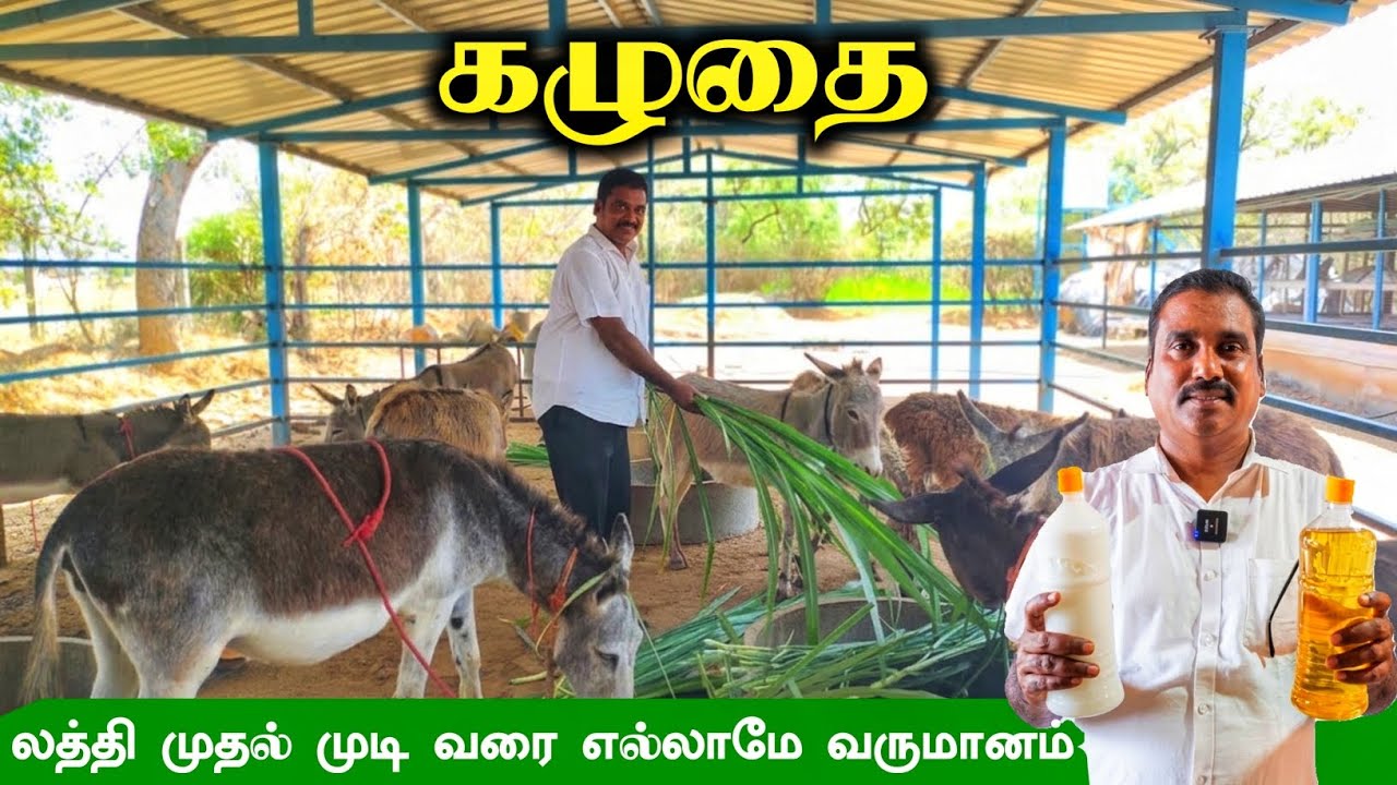 🦄கழுதை வளர்ப்பில் இவ்வளவு மதிப்பு கூட்டலா🤗