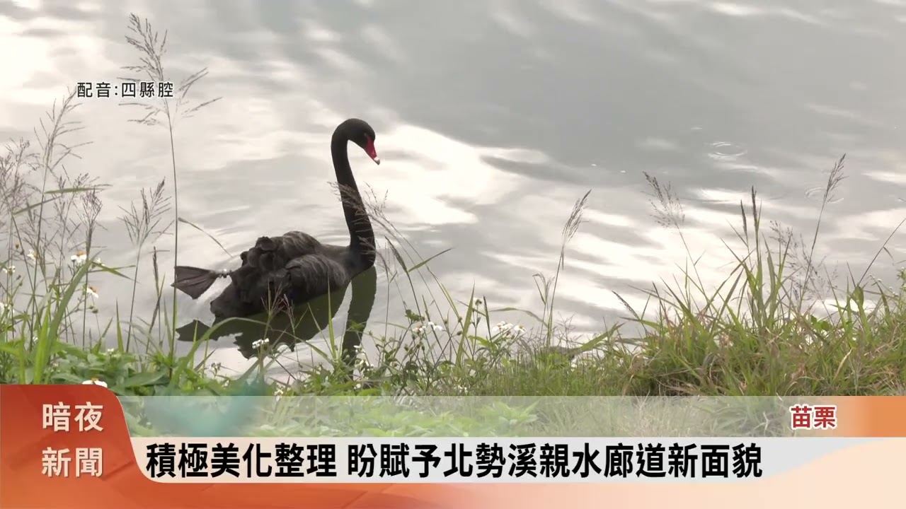 2027台灣燈會在苗栗 主燈設置後龍高鐵站區【客家新聞20260126】