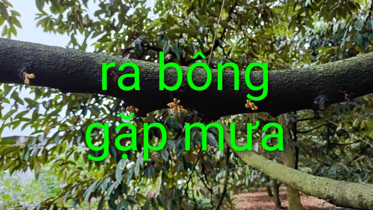 Cách xử lý khi ra hoa gặp mưa.út hiền 0978603449