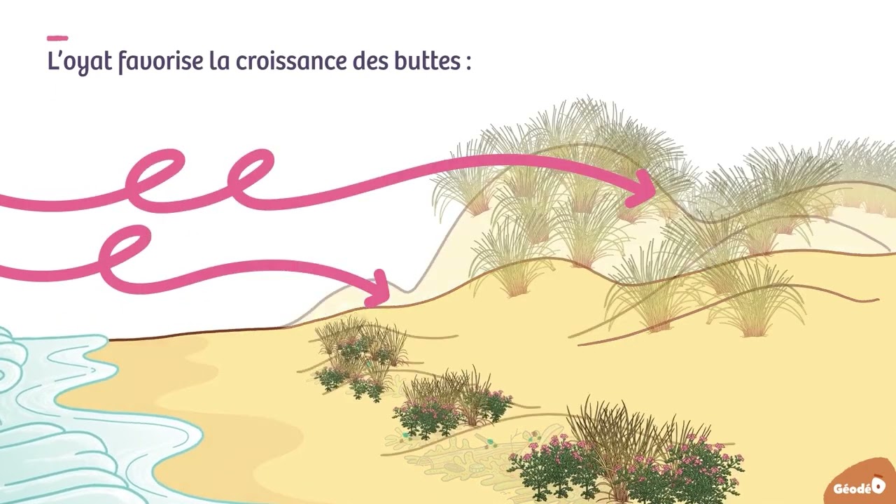 GéodéO : La formation des dunes / Fr.