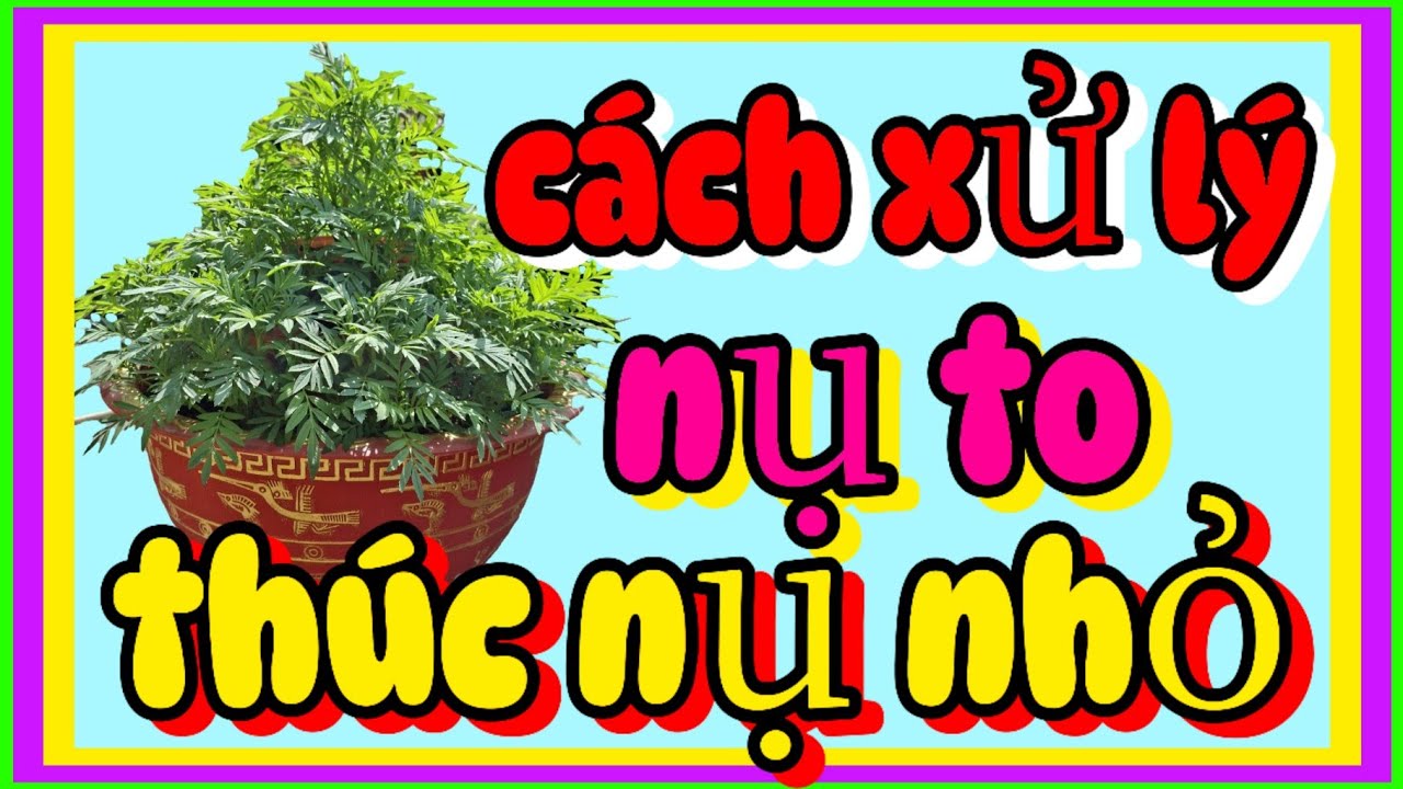08-12 âl Cách xử lý nụ to thúc nụ nhỏ cho vạn thọ tết 2026