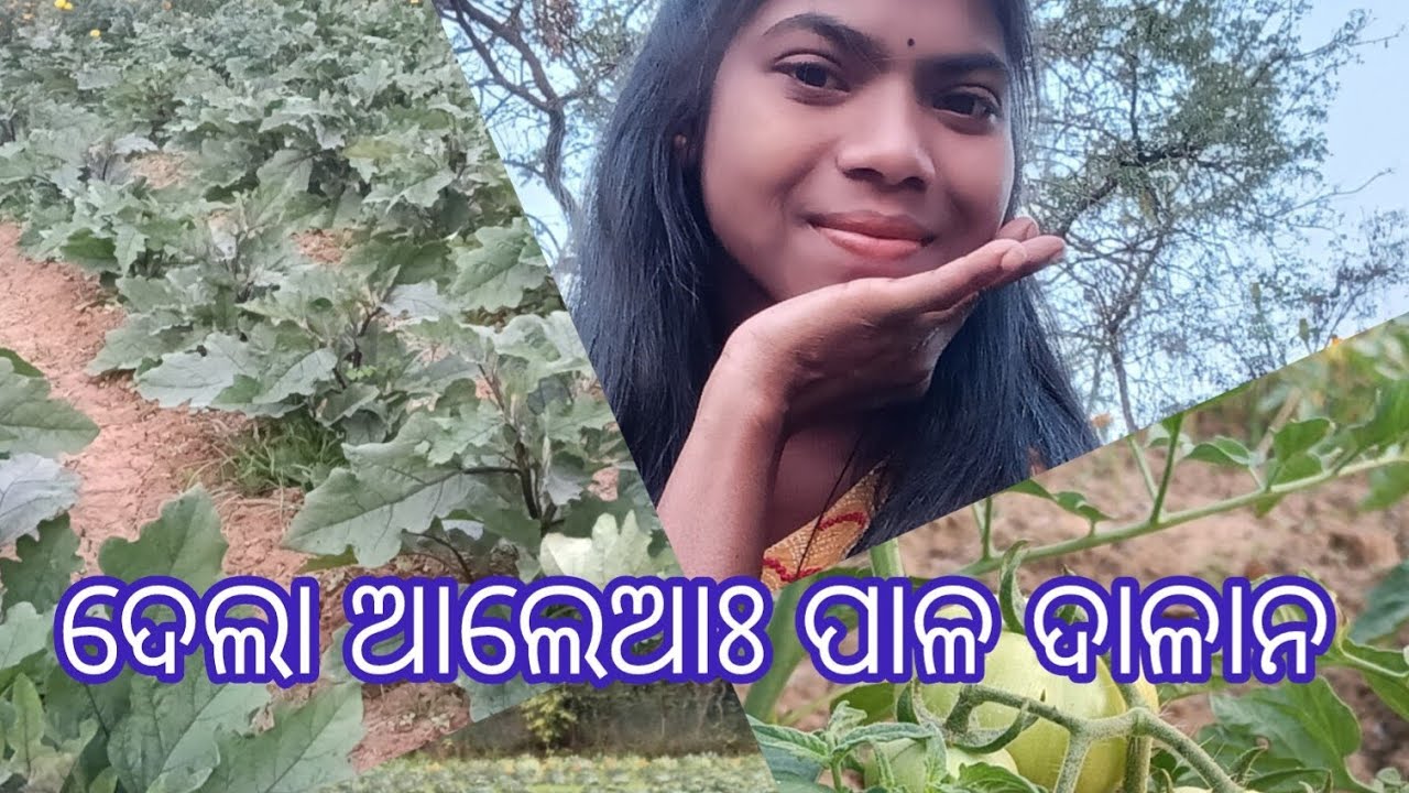 ଆଲେଆଃ ପାଳ #santali #vlog#viralvideo #champabati hansdah