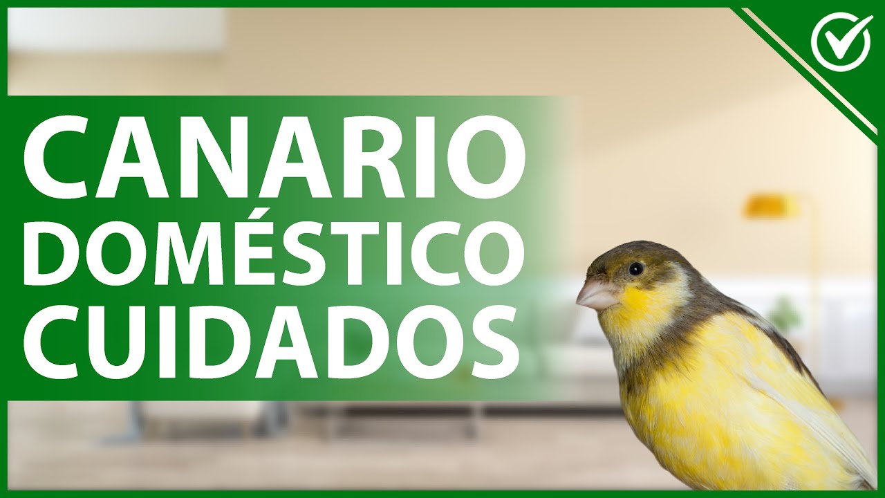 🐤 CUIDADOS para un CANARIO dom&eacute;stico - Lista de consideraciones para tu casa 🏡🐤