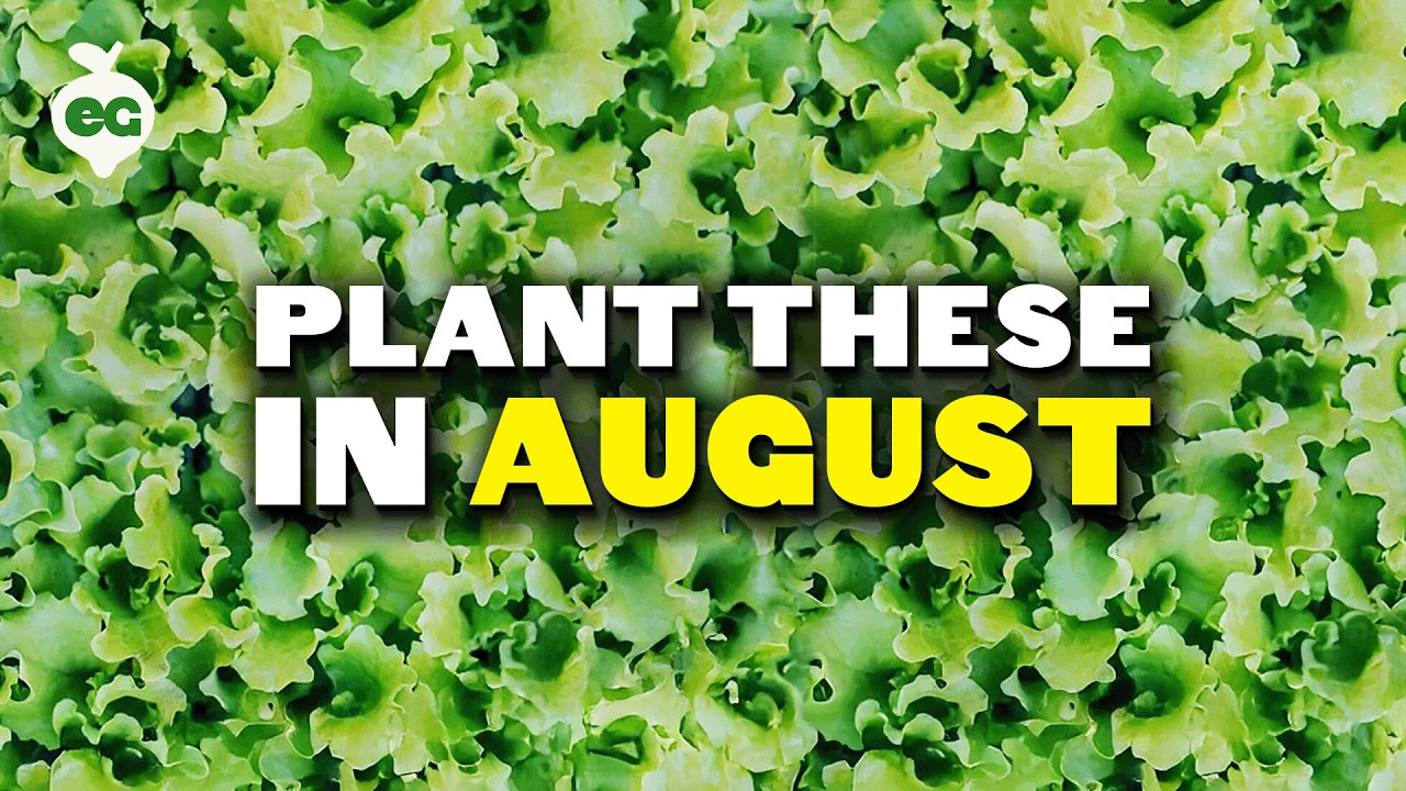 Zone by Zone: What to Plant in August